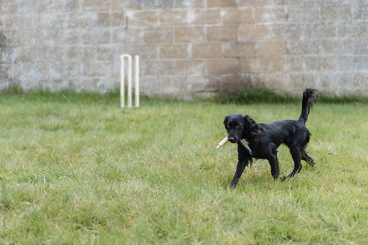 Cheeky cute puppy interrupts a game of cricket