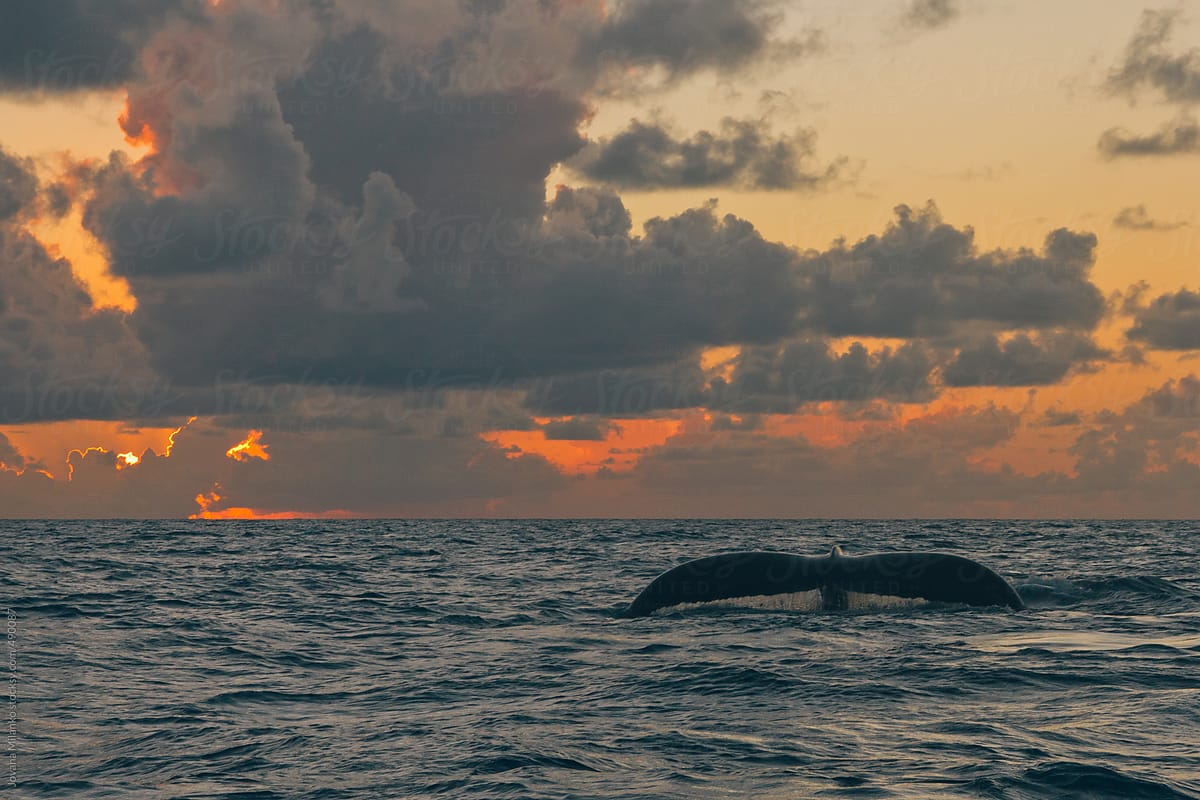 Humpback whale at the ocean surface at sunset