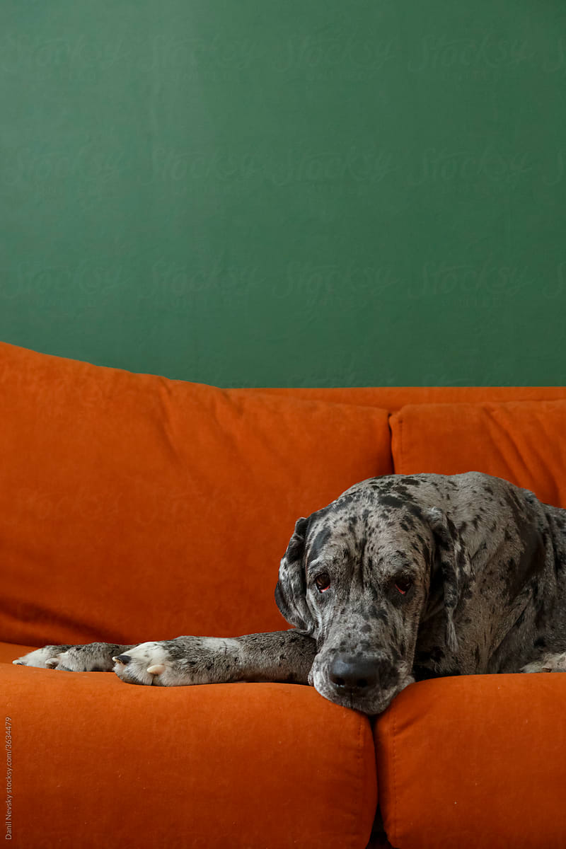Obedient dog relaxing on couch