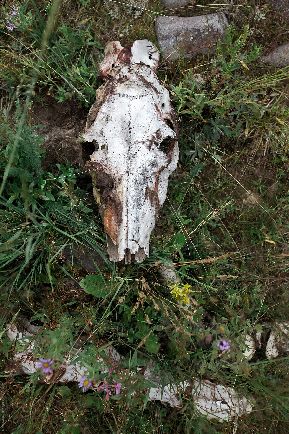 Elk skull in growing vegetation
