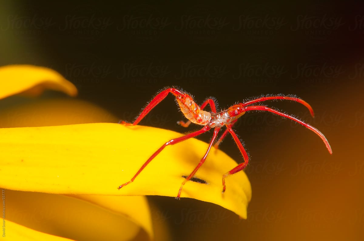 Tiny red insect on a yellow petal of a black-eyed susan