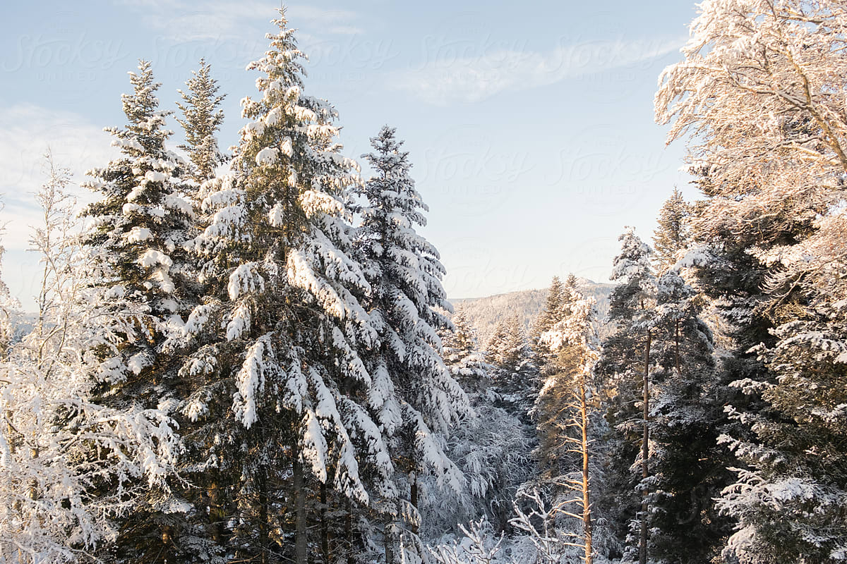 sunlight on fir trees covered in fresh snow