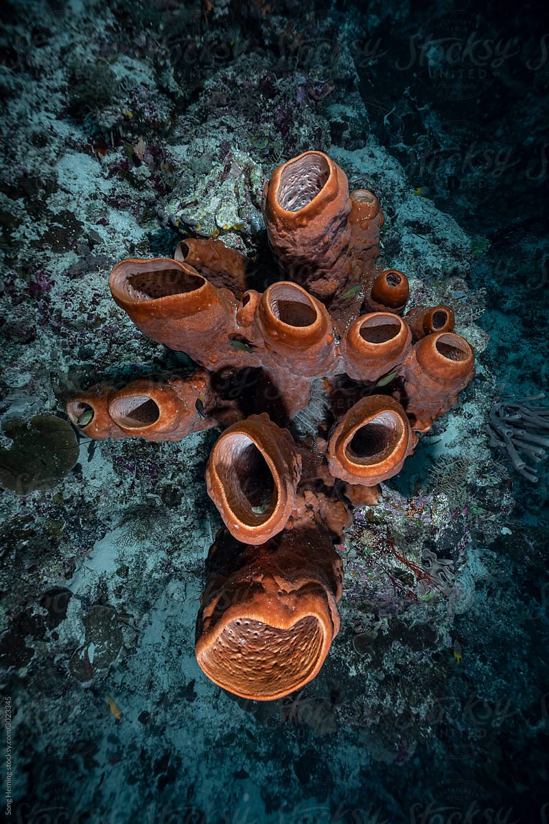 The Red Sea funnel coral underwater