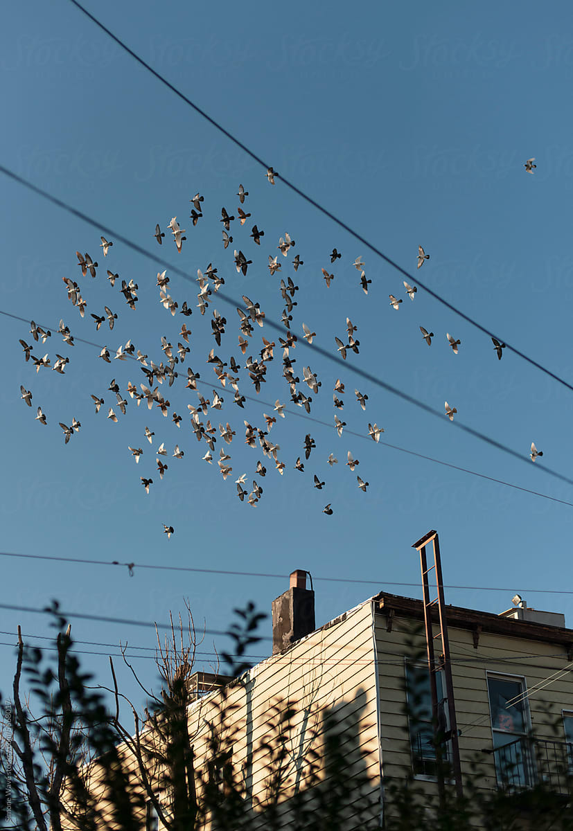 Flock of Birds over Brooklyn