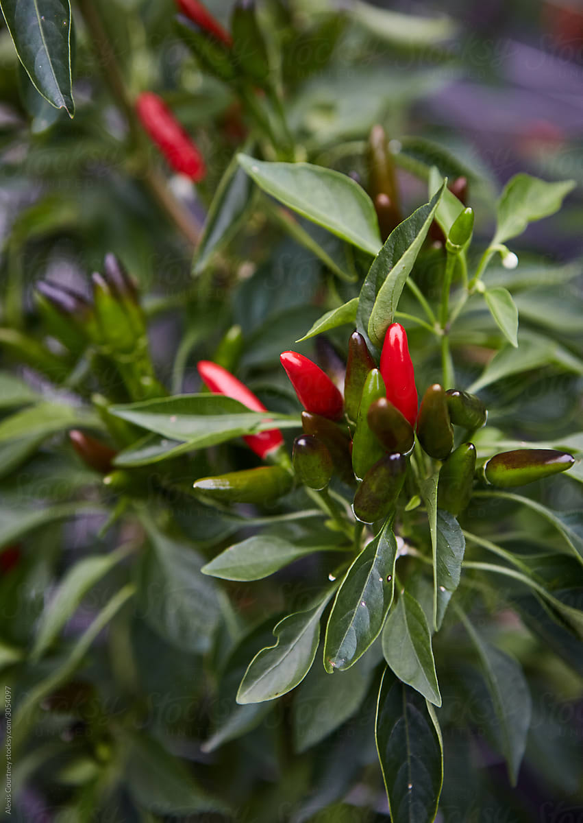 Red Pepper Plant