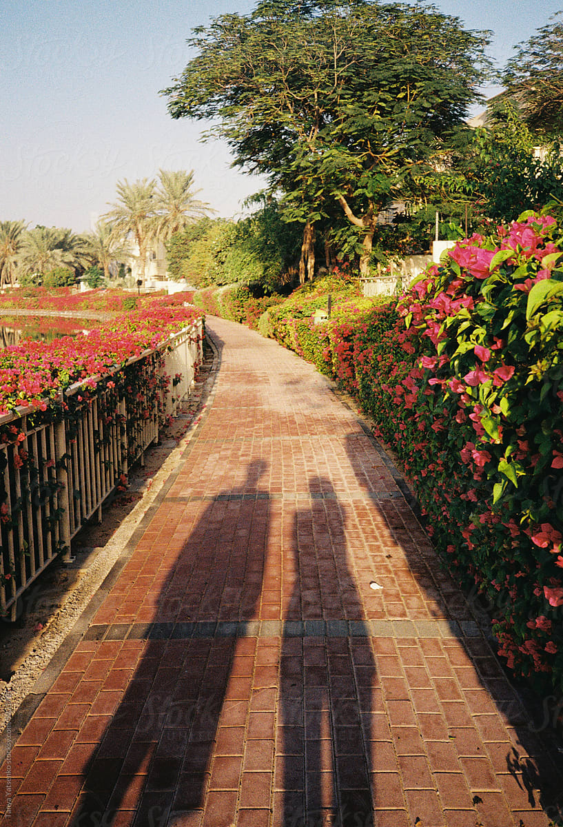 An alley with pink bushes and two shadows from people