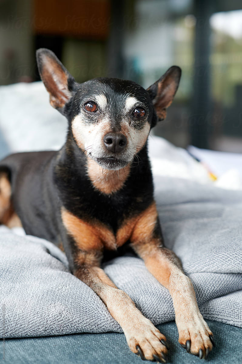 Old Miniature Pinscher dog with grey face
