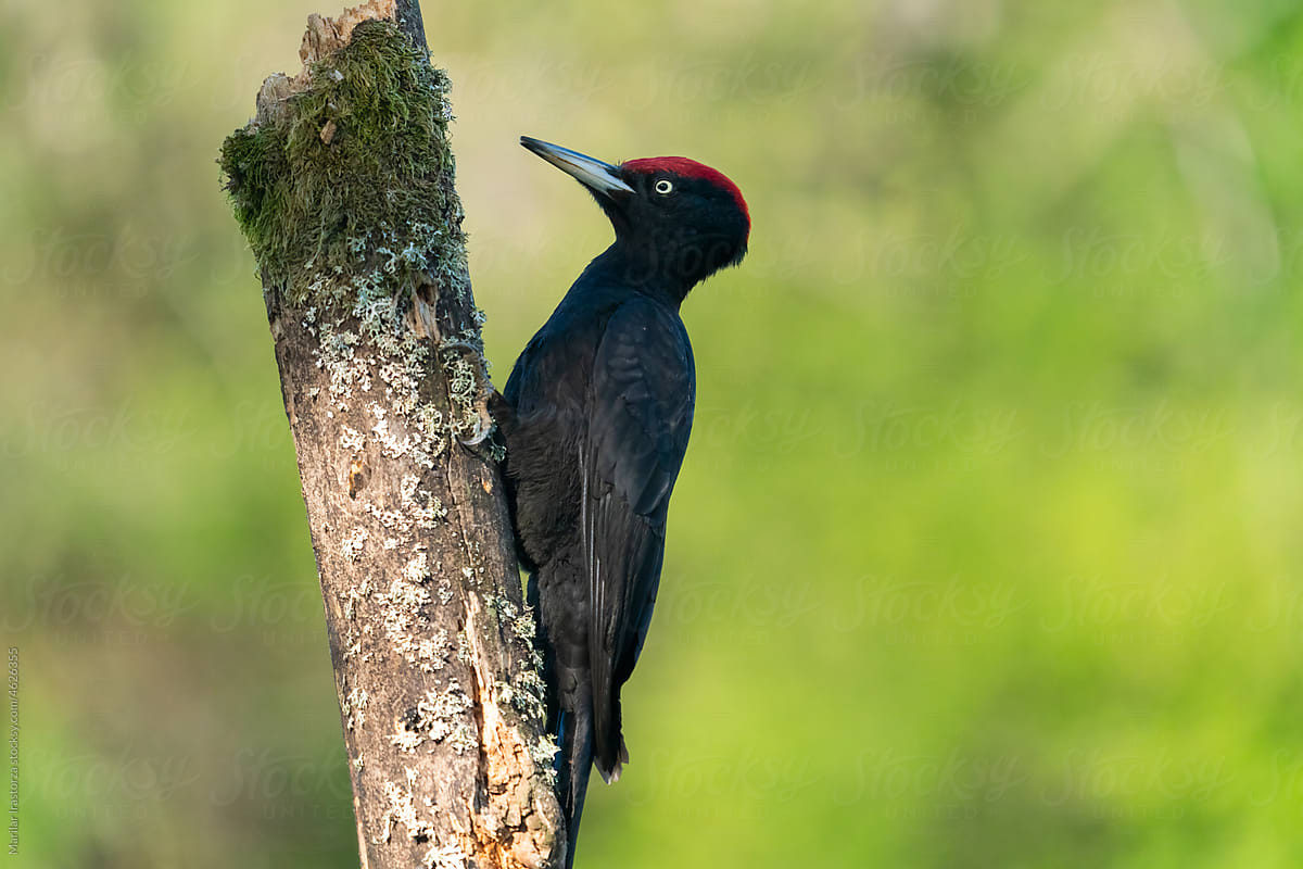 Male Black Woodpecker Perched On Tree Branch In Forest