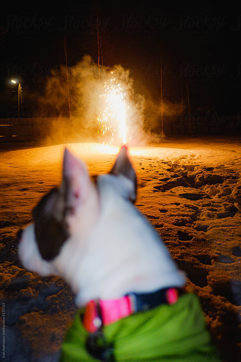 Frightened Dog Watches Winter Fireworks
