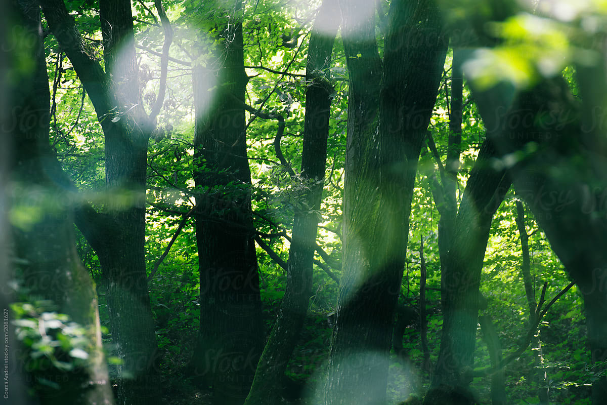 Magical green summer woods