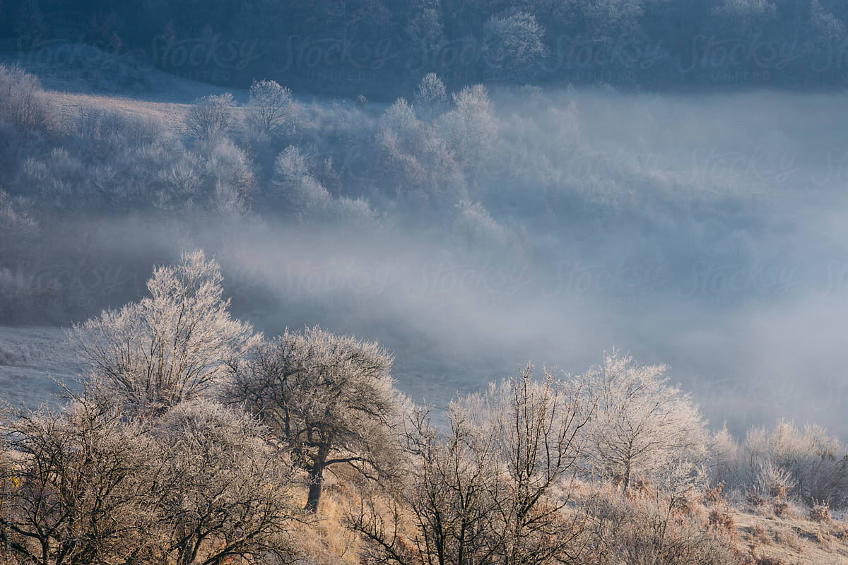 Frozen trees in misty landscape