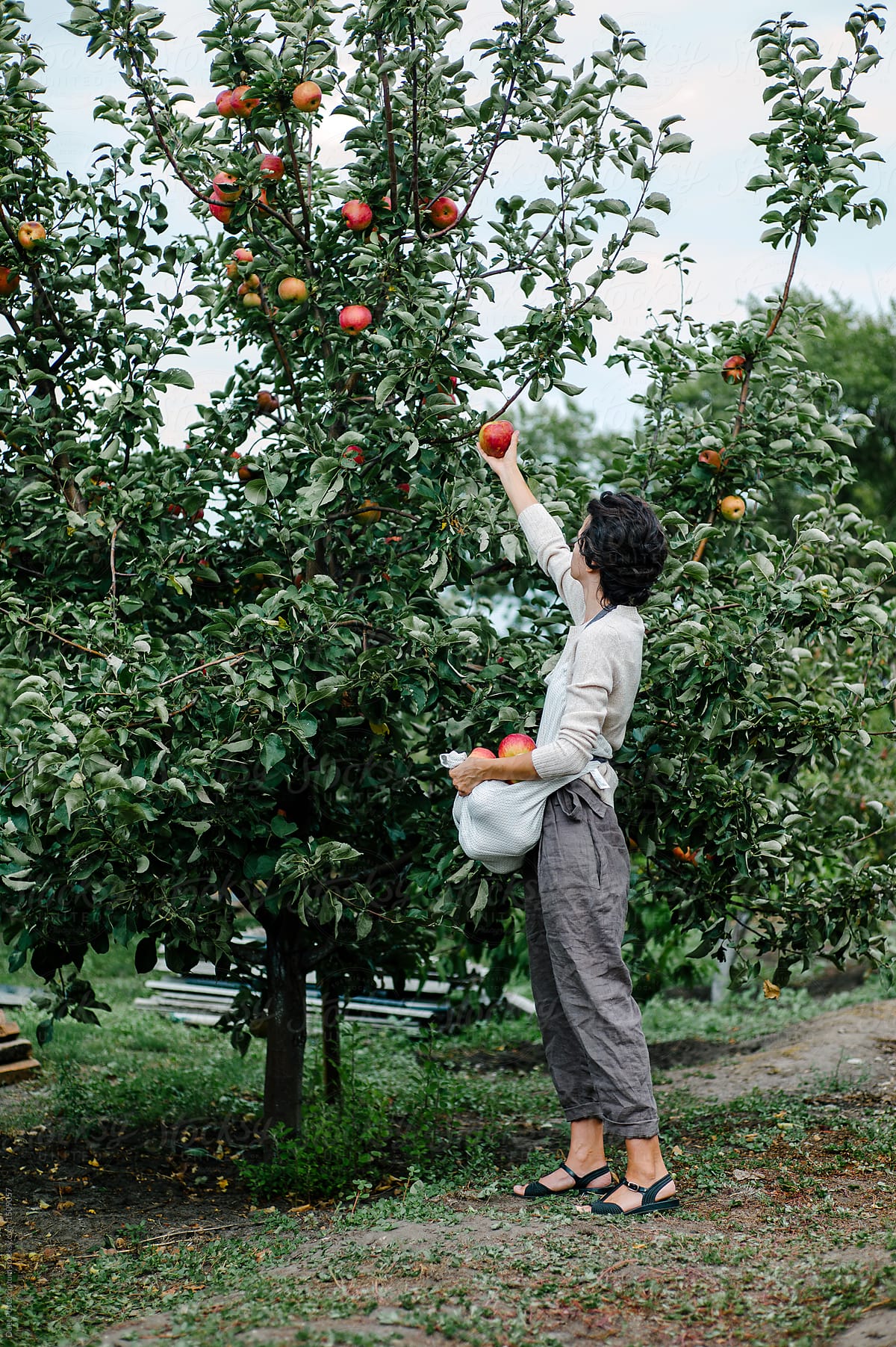 Woman Picking Apples In Garden Del Colaborador De Stocksy Duet Postscriptum Stocksy 4711