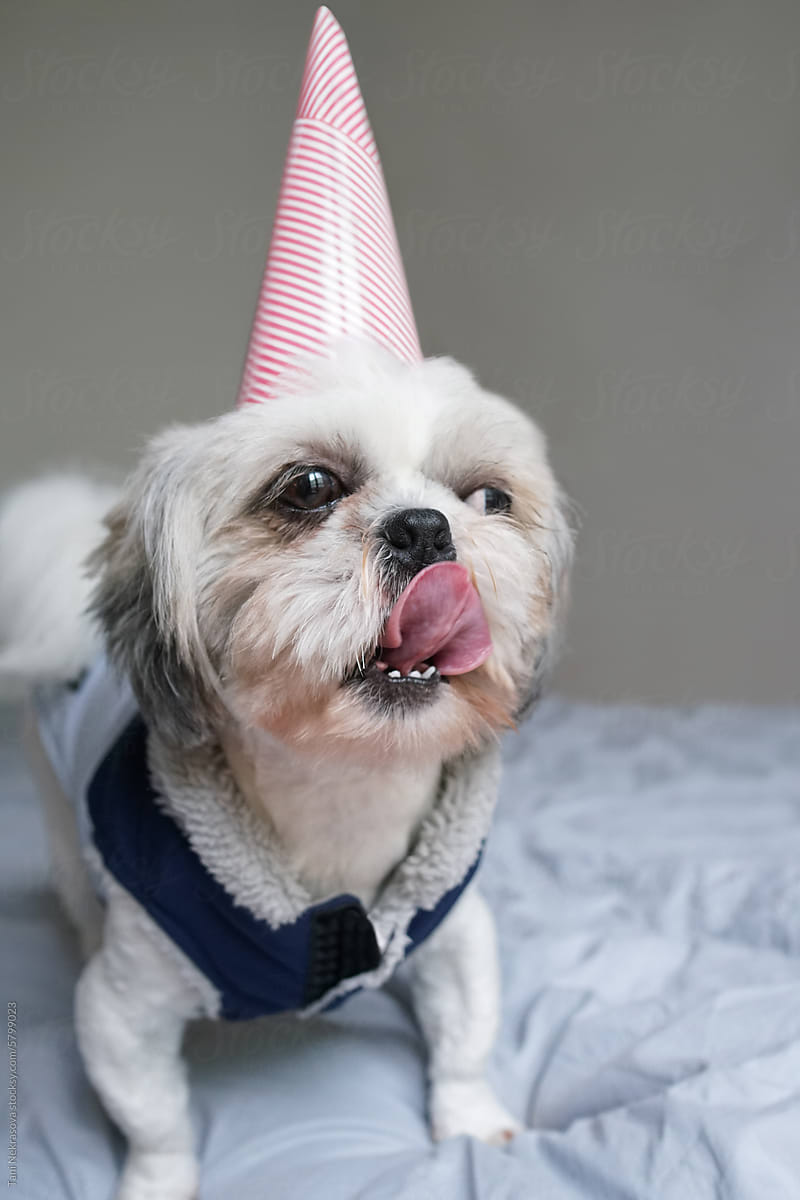 Shih Tzu dog in a jacket in a birthday pink cap at the morning