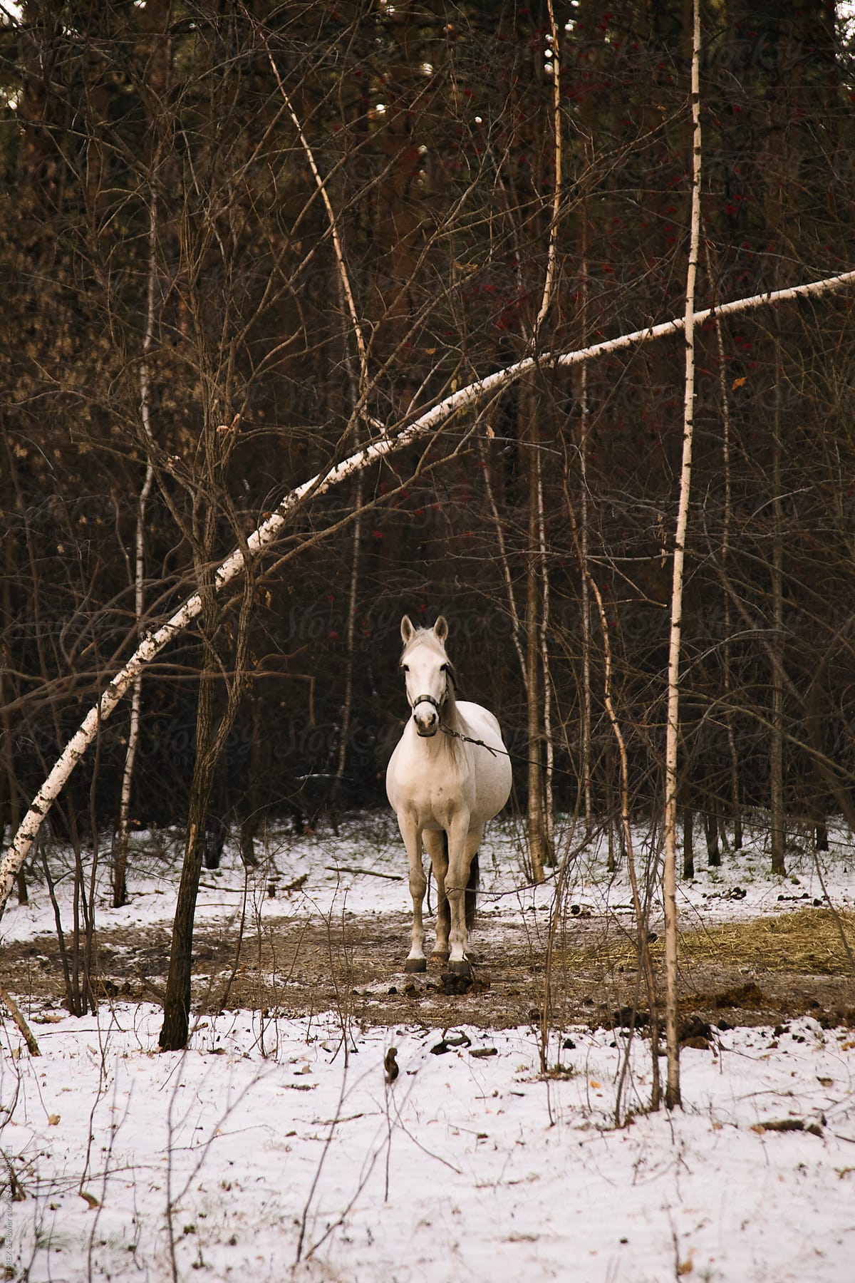 White horse on lead looking at camera
