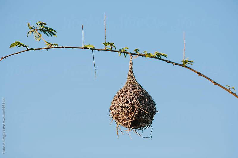 weaver bird nest in Tanzania