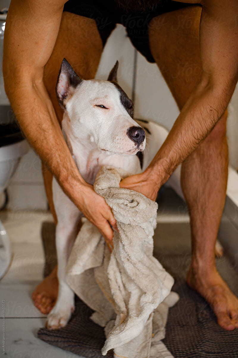 Drying Paws After Showering At Home Lifestyle