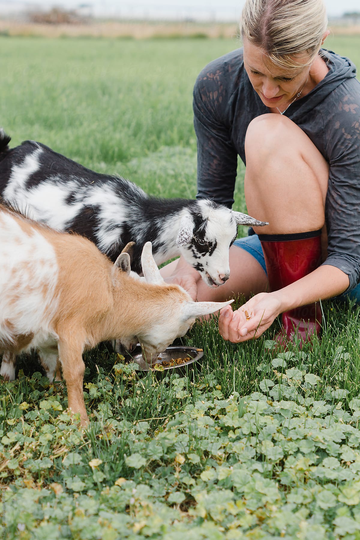 woman feed pet pygmy goats grain out in pasture