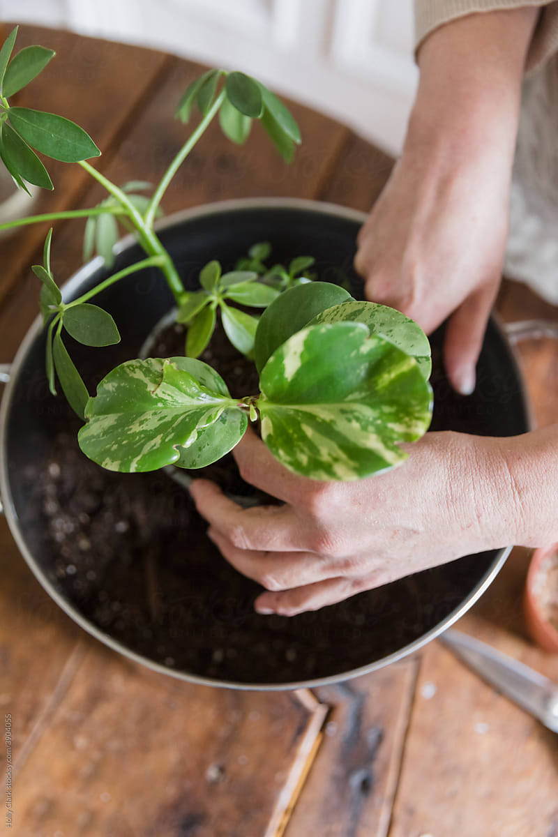 Woman tranplants houseplant with new soil