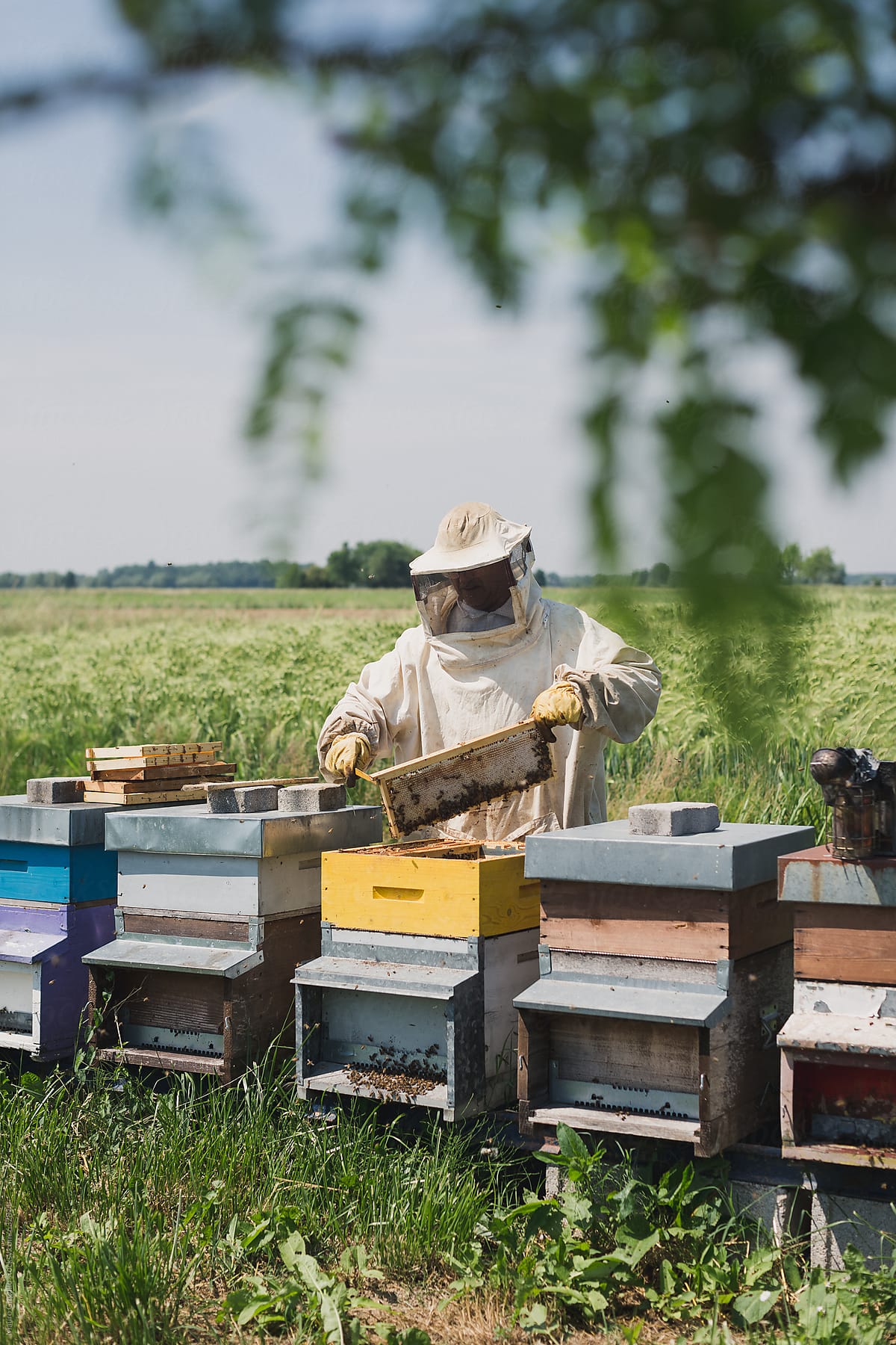 Beekeeper on the apiary