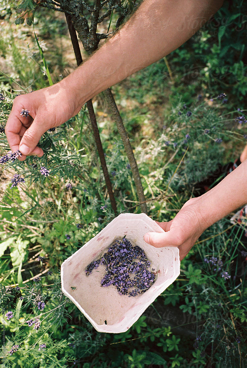Anonymous hand collecting lavender