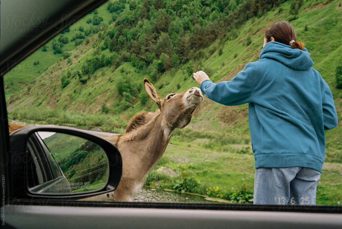 a tourist feeds a wild donkey during a trip through the mountains