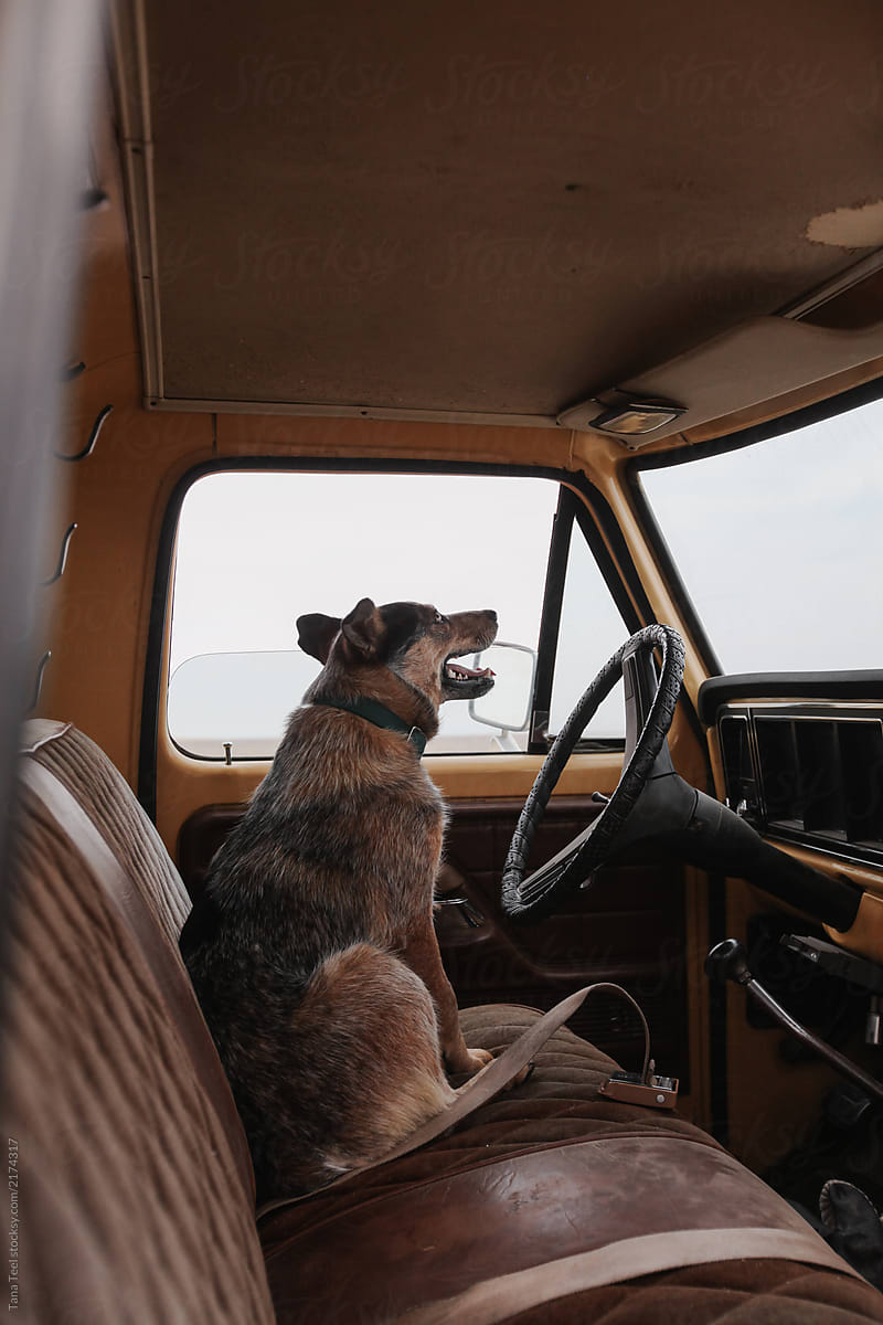 cattle dog sits in drivers side of old pickup