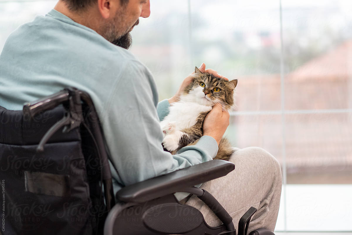 Man in wheelchair playing with cat