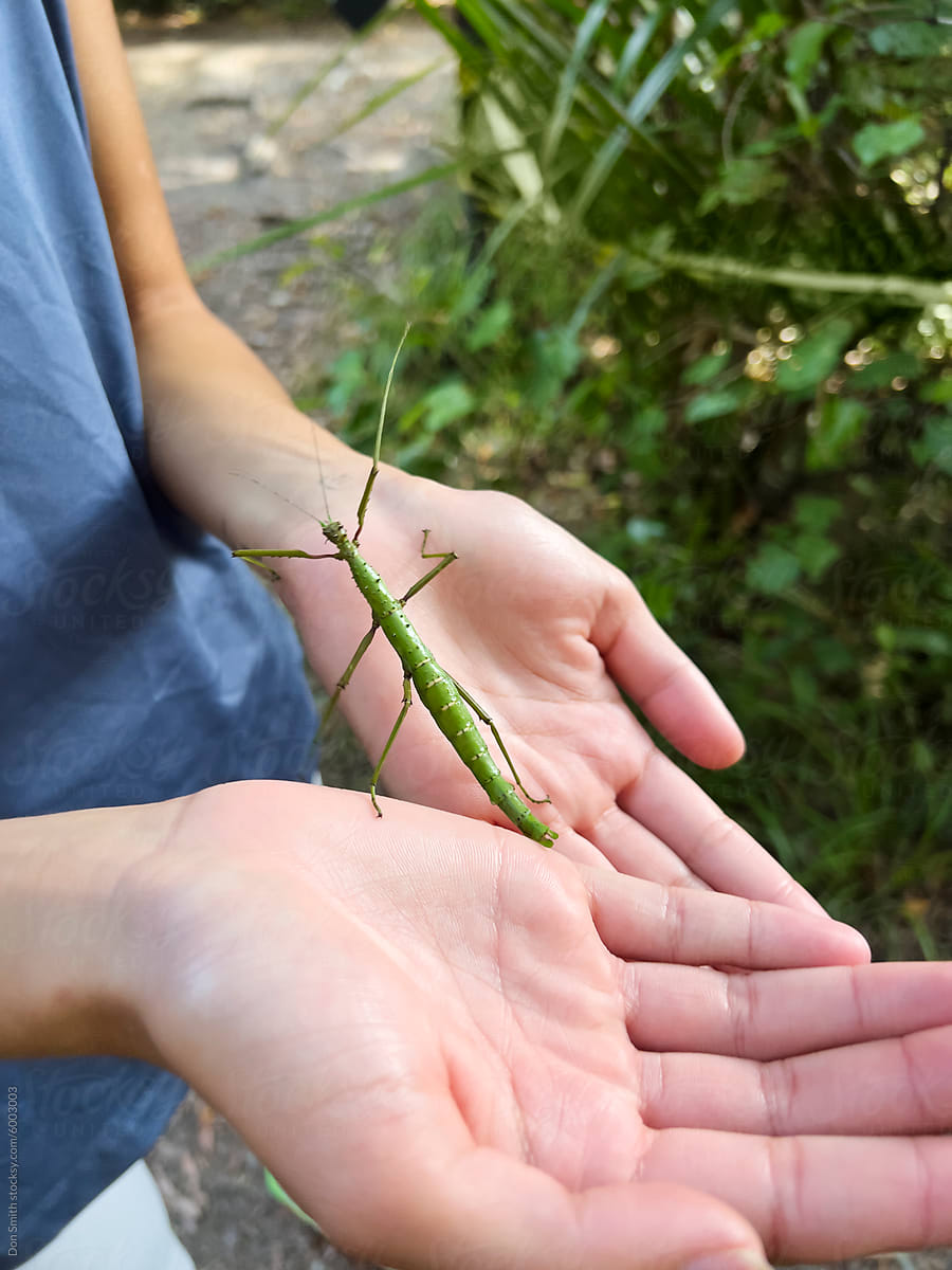 Large stick insect