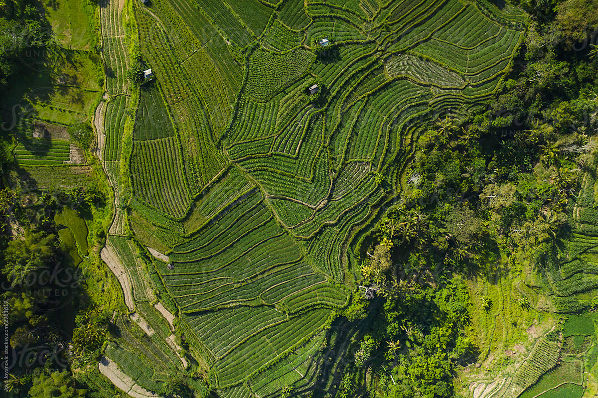 Aerial view of lush green rice fields