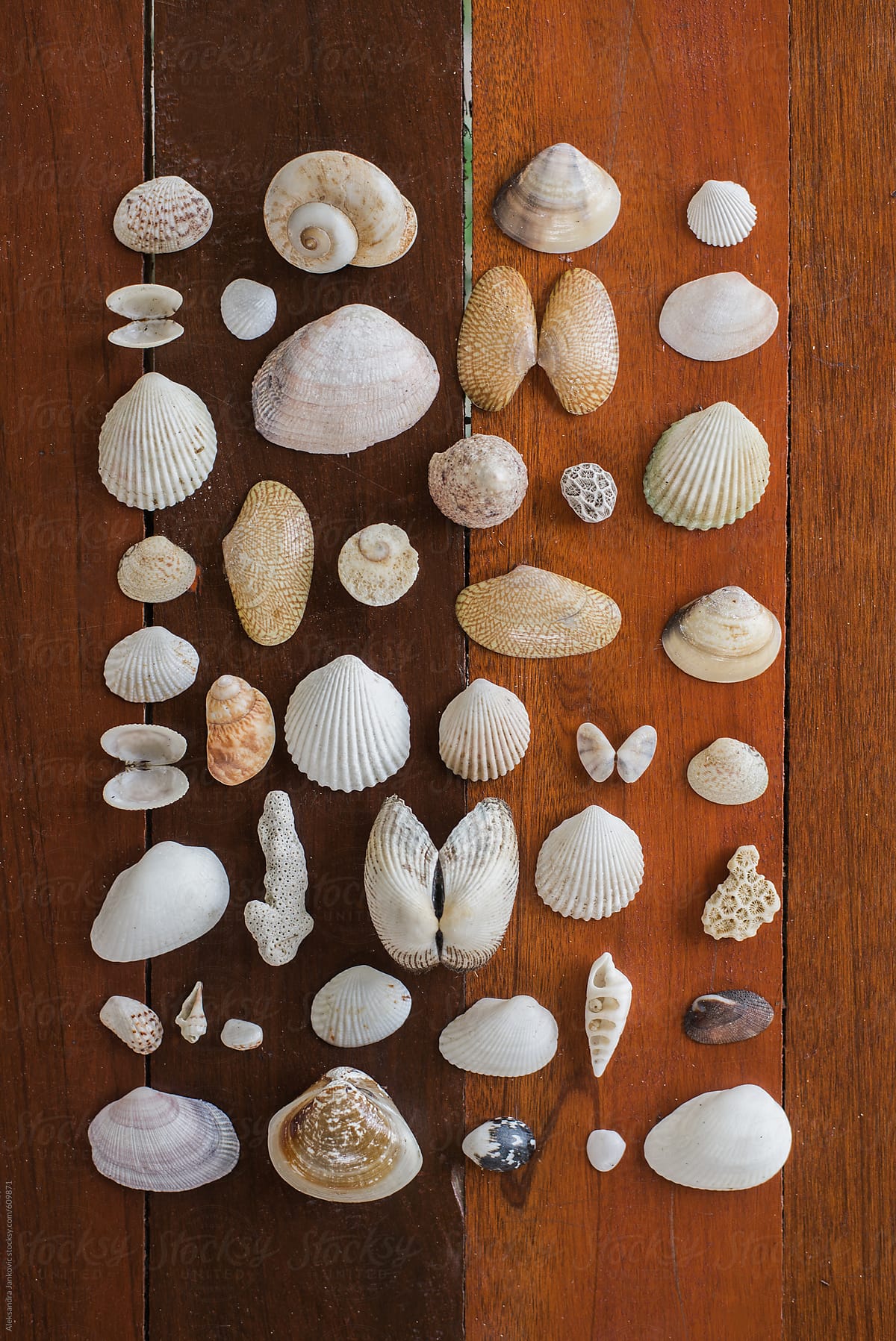 Seashells On The Wooden Background