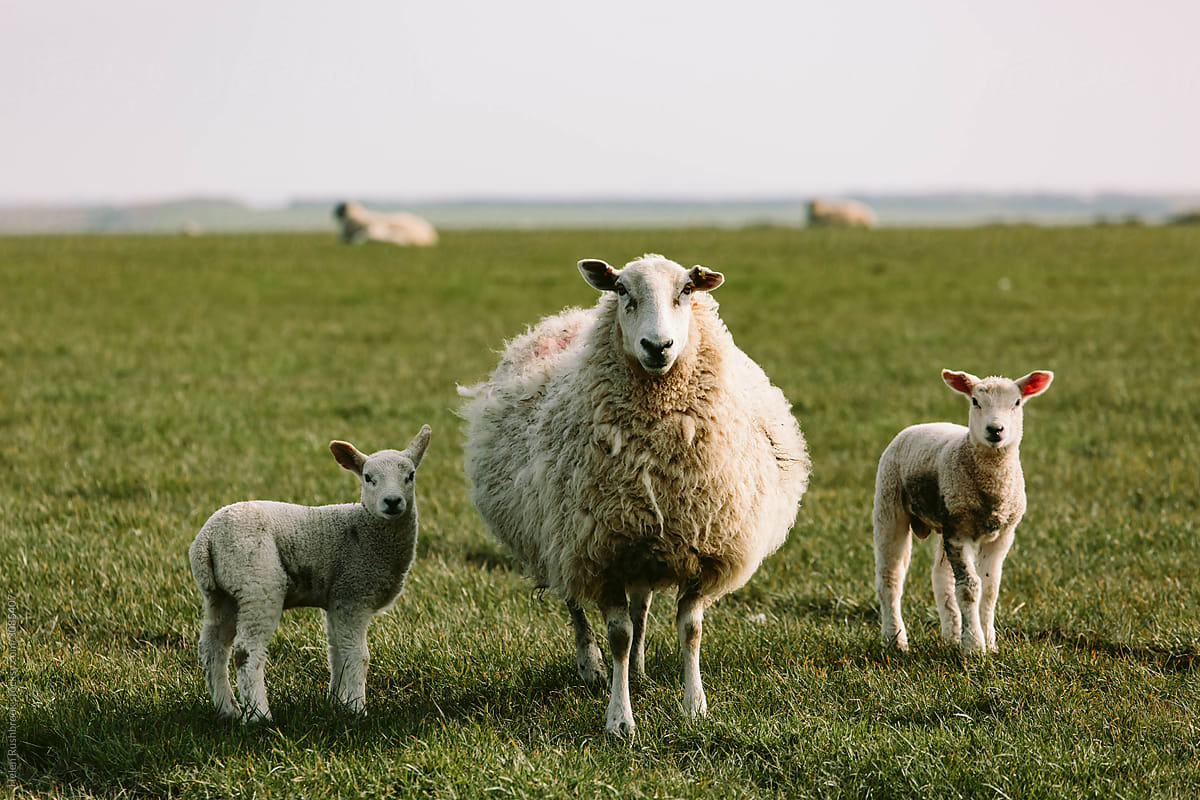 Ewes and their newborn lambs grazing on the west coast of Wales.
