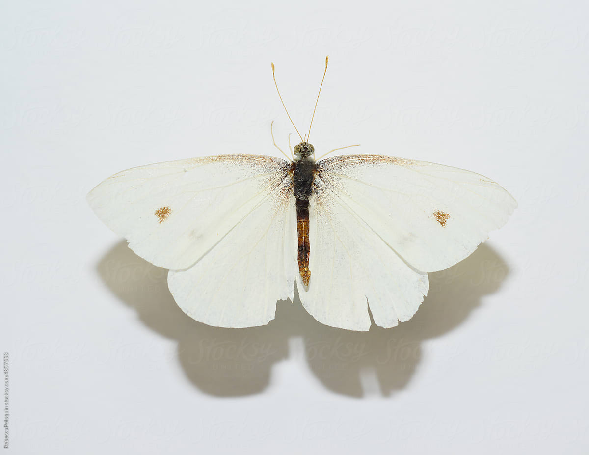 White moth with brown accents