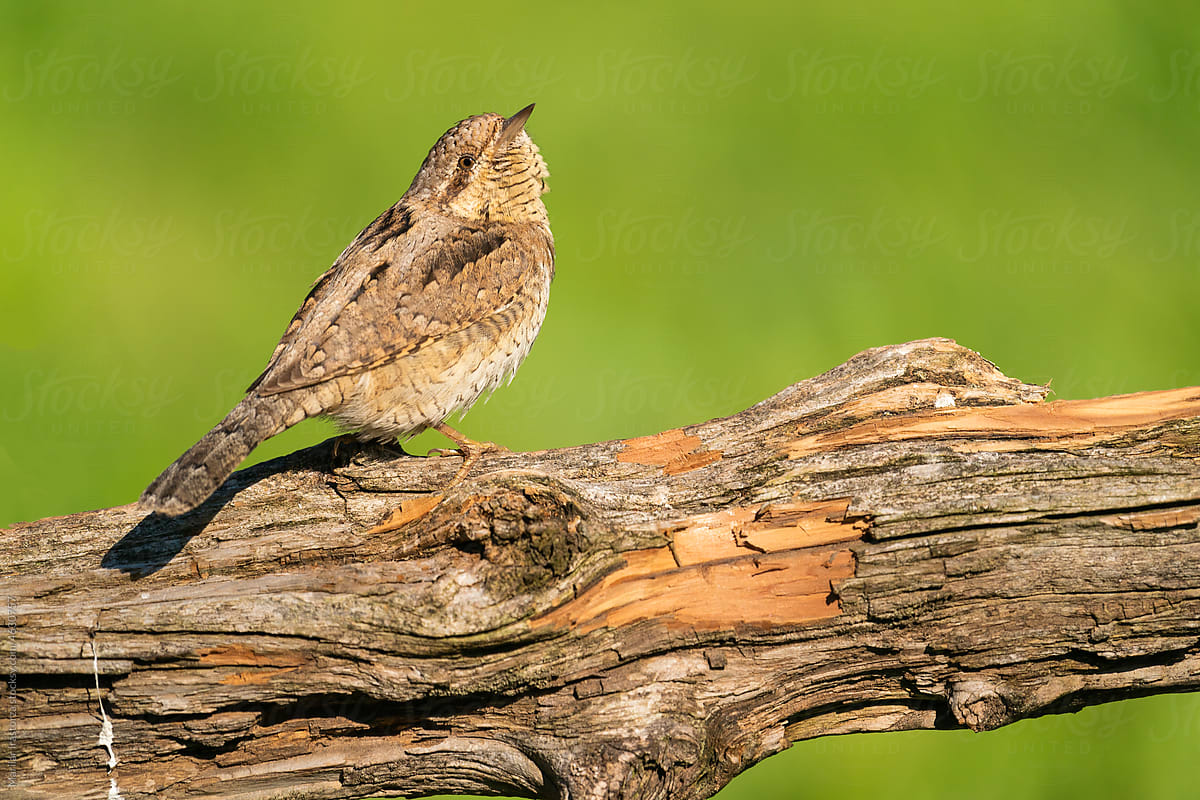 Eurasian Wryneck Perched On A Tree Trunk