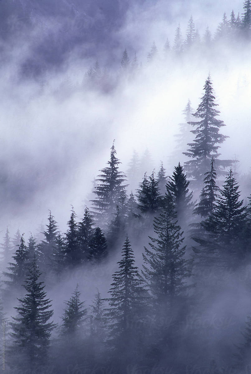 fog mist rising through evergreens pines firs spruce in Cascades of Washington