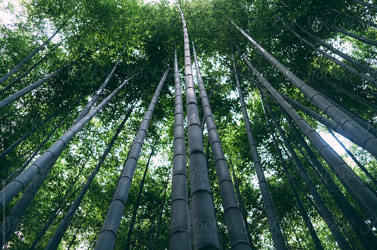Bamboo Forest in Kyoto, Japan
