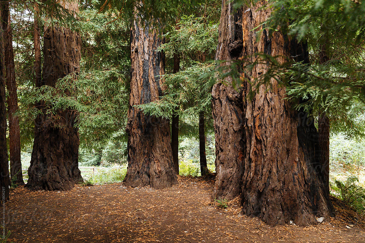 Gnarled redwoods stand in a dirt redwood grove