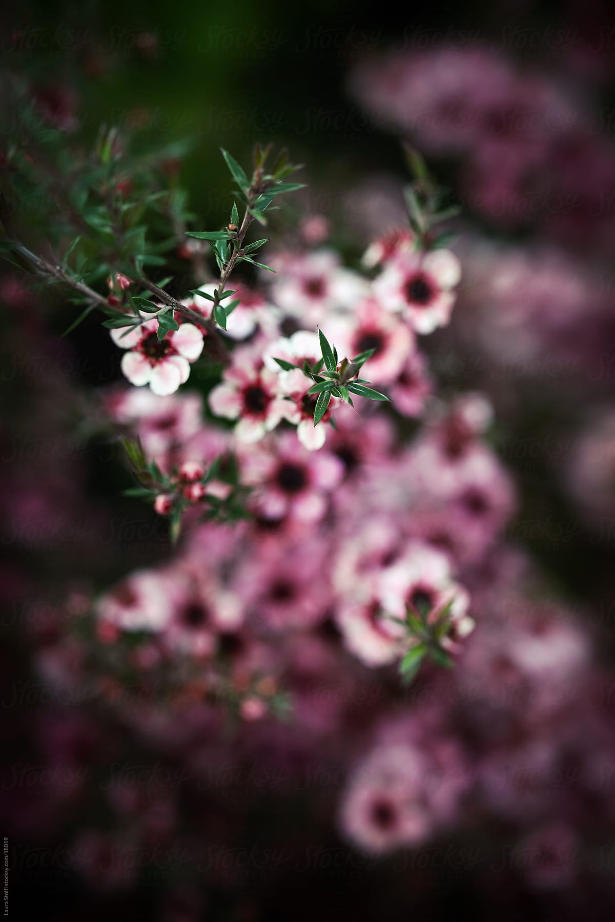Pink Leptospermum (tea tree) in bloom seen from above with focus on green leaves and blurred flowers