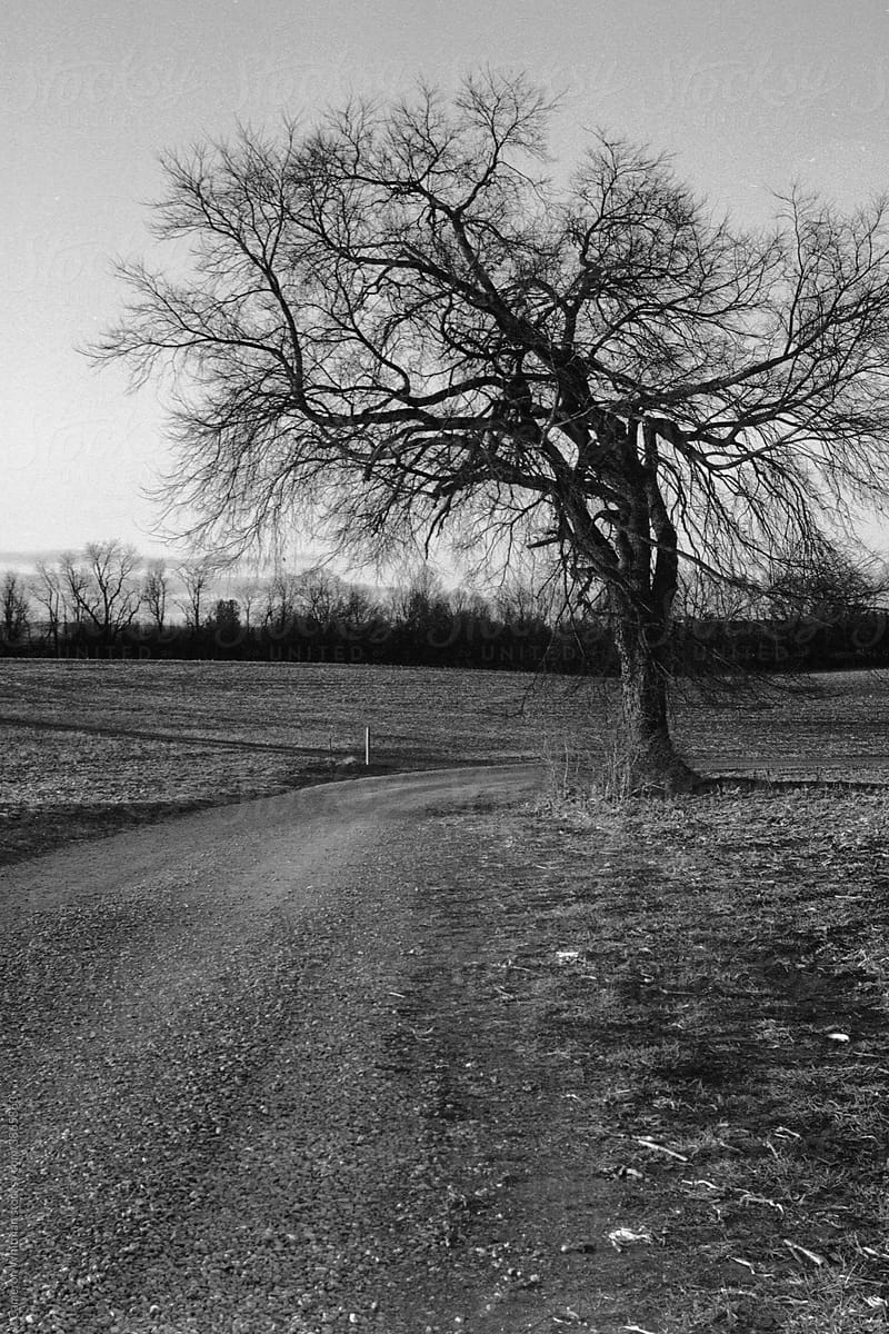 Gravel road and old tree