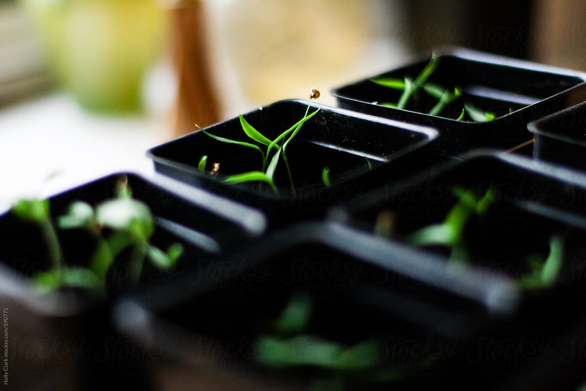 Close up of Tiny seedlings growing in plastic pots next to window