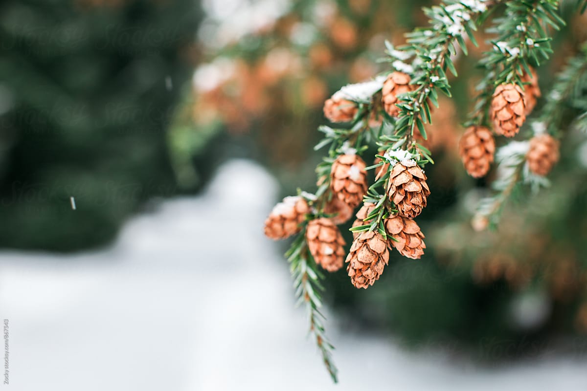 Snow on Pine Cones
