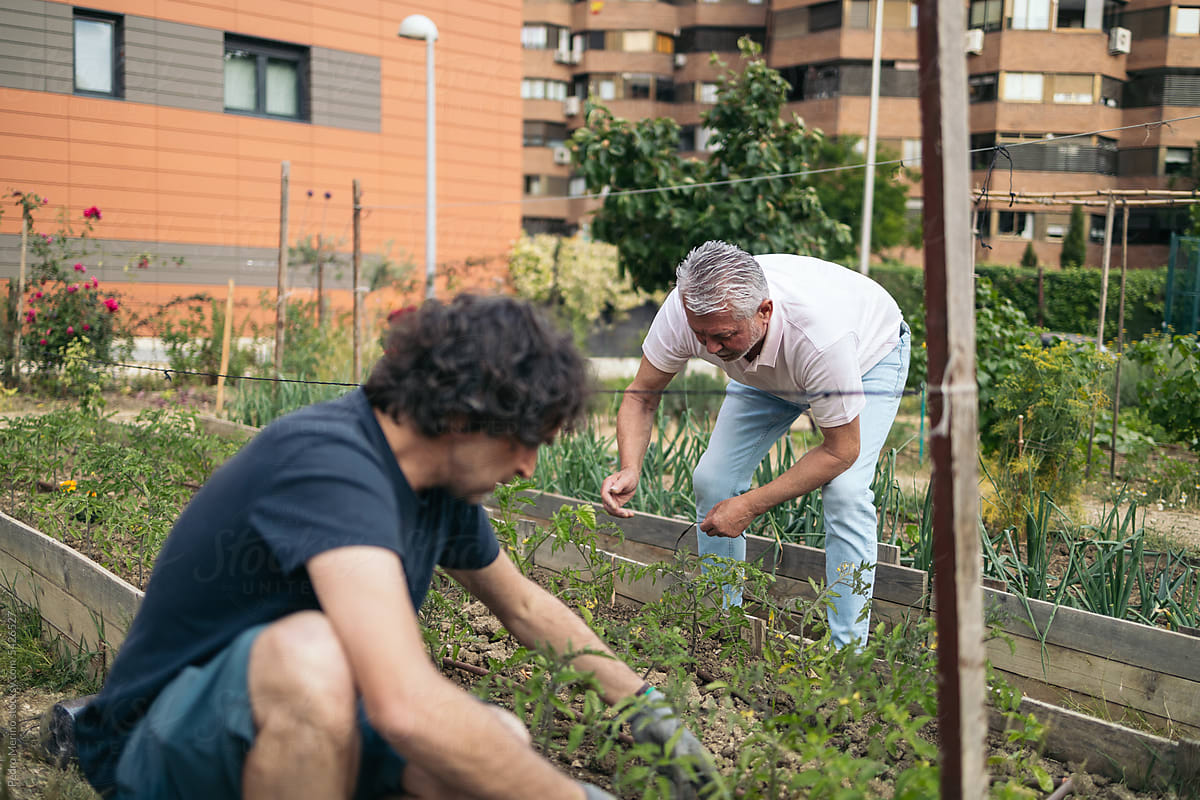 Collaborative urban garden