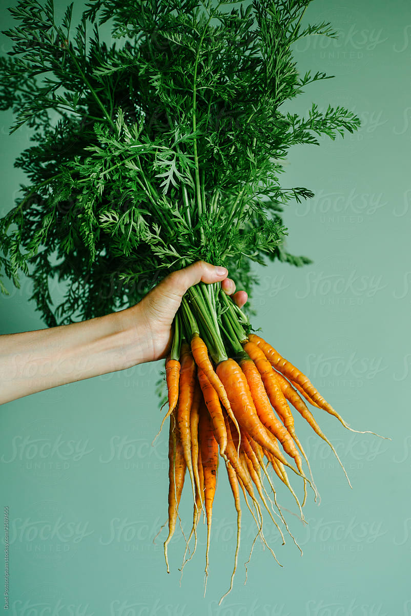 A bunch of fresh carrots with green tops in hand on a green background