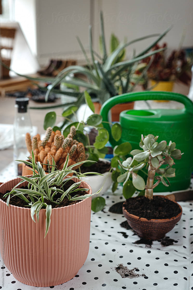 taking care of houseplants