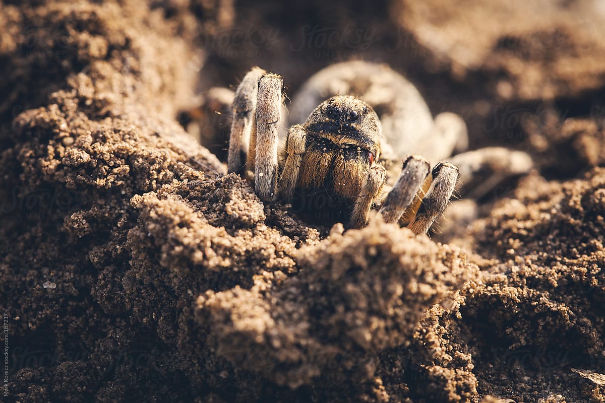 Spider at its hole