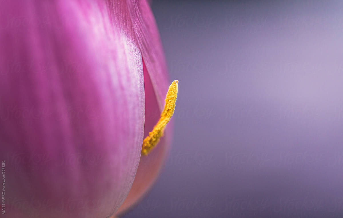 tulip with anther peeking out