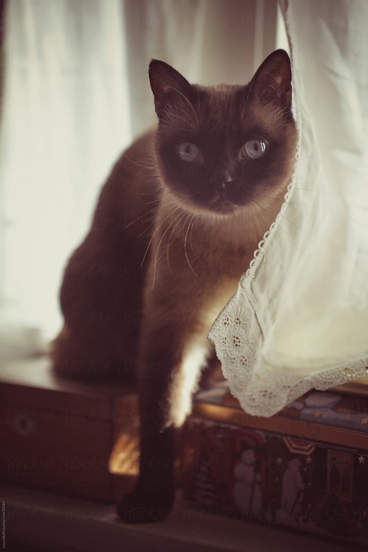 Portrait of cat peering out of white linen curtains on windowsill