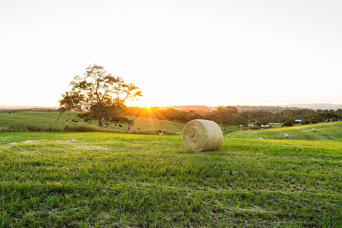 rural sunset scene, hay bale in field with sun flare and white sky for copyspace