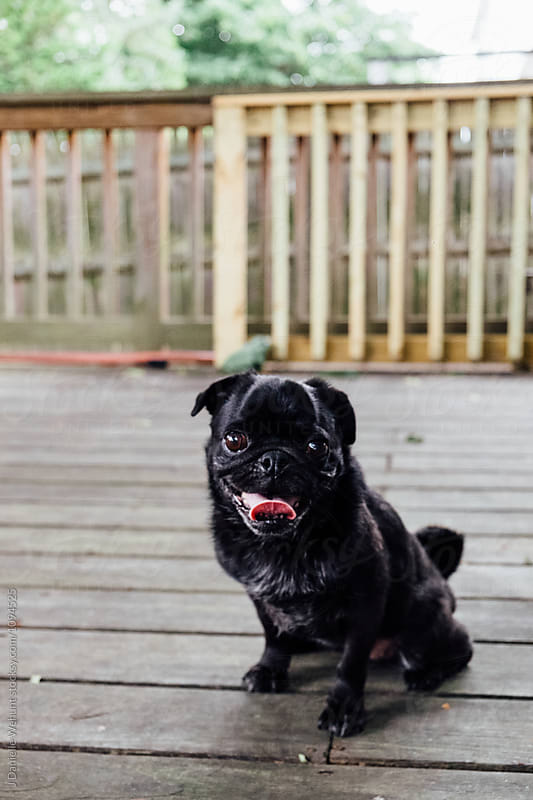 Cute black pug puppy looking at camera with tongue out