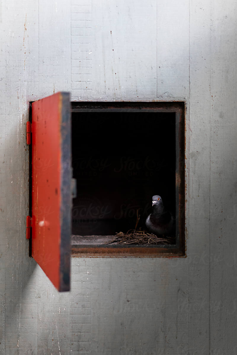 Pigeon inside a dark closet in wall