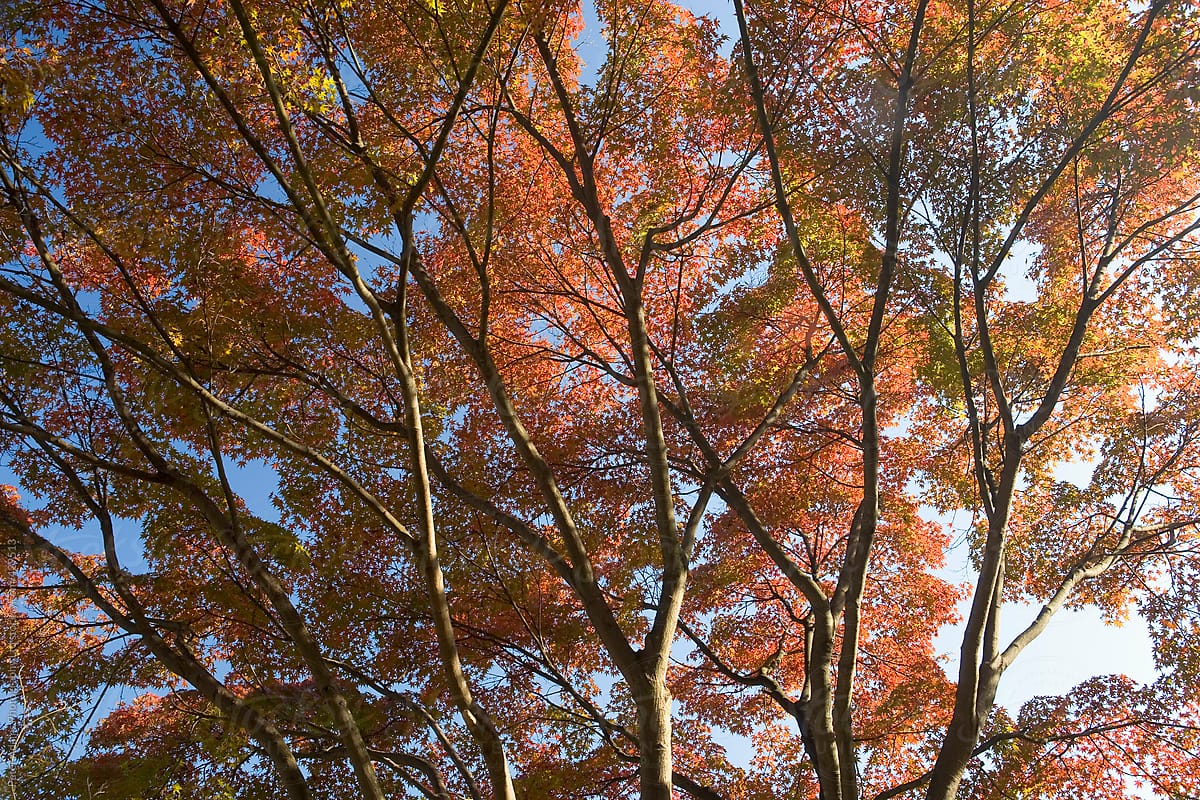Autumn colours, Nara, near Tokyo